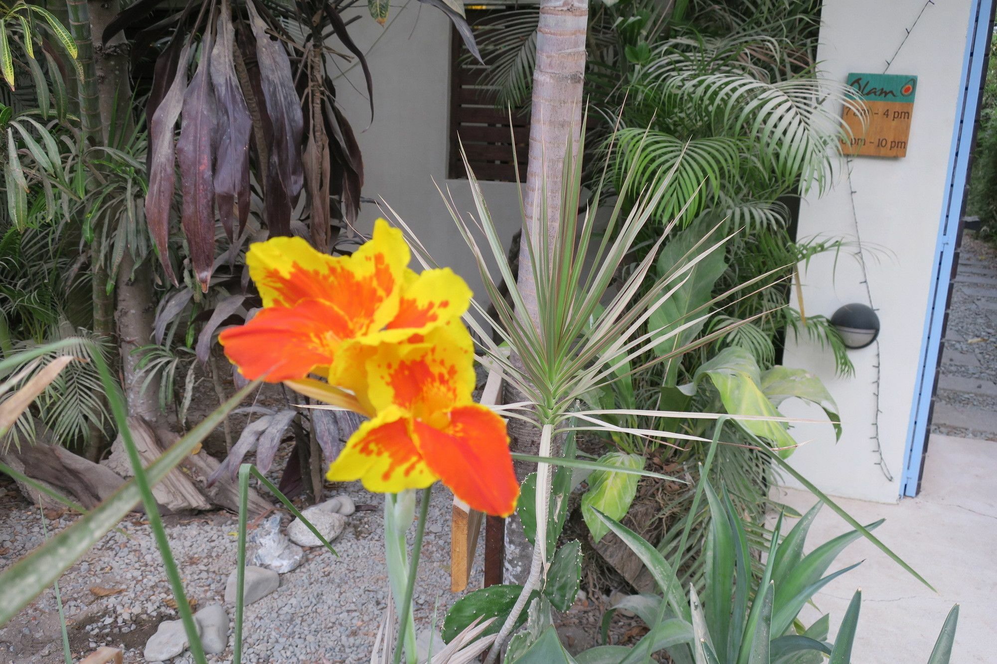 Nautilus Surf & Yoga Villas Santa Teresa Playa Santa Teresa  エクステリア 写真